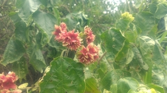 Clerodendrum canescens