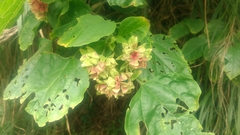Clerodendrum canescens