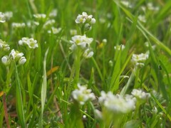 Lepidium nitidum