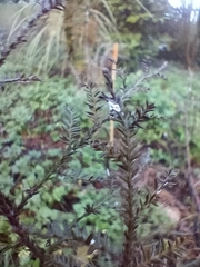 Paraferrisia podocarpi