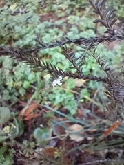 Paraferrisia podocarpi