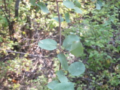 Amelanchier cusickii