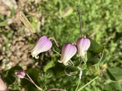 Clematis versicolor