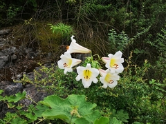 Lilium regale