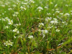 Lepidium nitidum