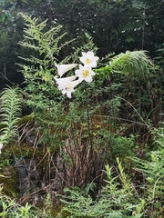 Lilium regale