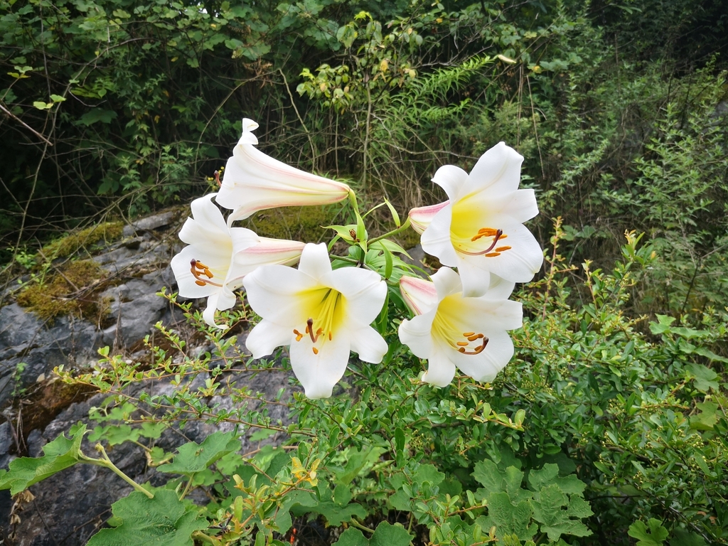 Regal lily