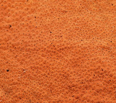 Hypoxylon crocopeplum