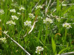 Lepidium nitidum