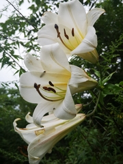 Lilium regale