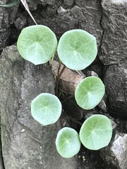 Peperomia bracteata