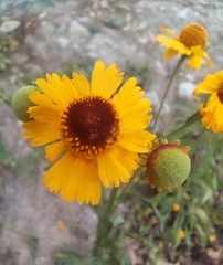 Helenium amphibolum