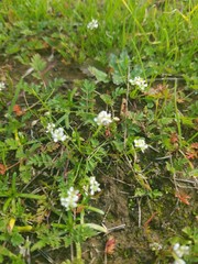 Lepidium nitidum