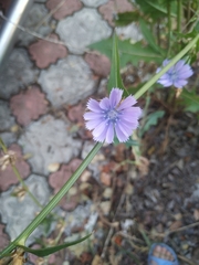 Cichorium intybus