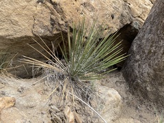 Yucca baileyi