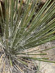 Yucca baileyi