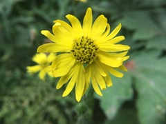 Kyhosia bolanderi