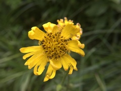 Kyhosia bolanderi