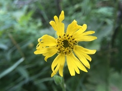 Kyhosia bolanderi