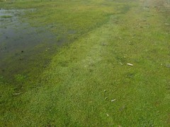 Lepidium nitidum