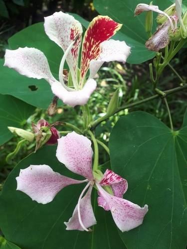 Bauhinia monandra
