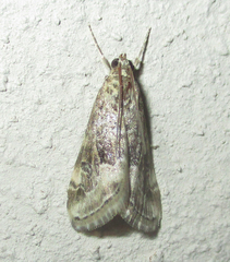 Hellula undalis