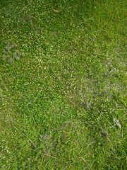 Lepidium nitidum