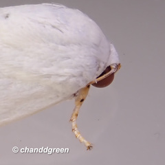 Chasmina sinuata