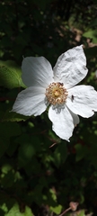 Rubus deliciosus