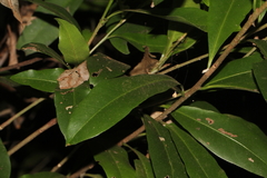 Planchonella australis