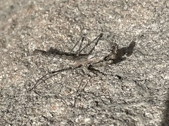 Litaneutria elongata