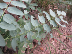 Sophora flavescens
