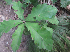Quercus dentata