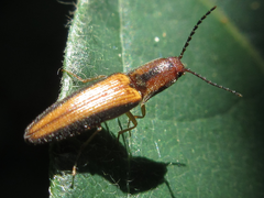 Ludioschema vittiger