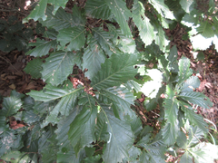 Quercus aliena