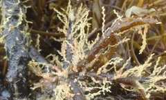Sertularia
