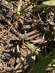 Stenobothrus rubicundulus