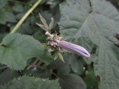 Clematis heracleifolia