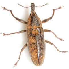Lixus punctinasus