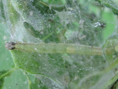 Scythris sinensis