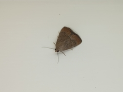 Amyna axis