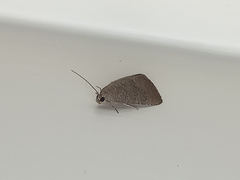 Amyna axis