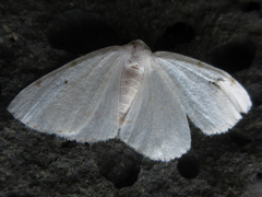 Lomographa bimaculata