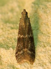 Eurythmia angulella