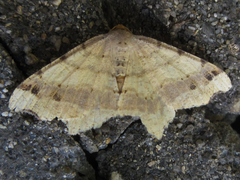 Macaria shanghaisaria