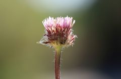 Erigeron uniflorus
