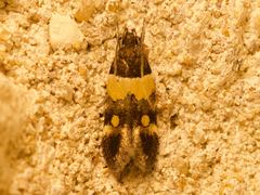 Triclonella determinatella