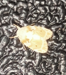 Schistophleps bipuncta