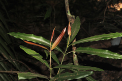 Alpinia arundelliana