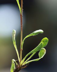 Erigeron uniflorus